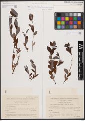 Foto von Salix cinerea L.